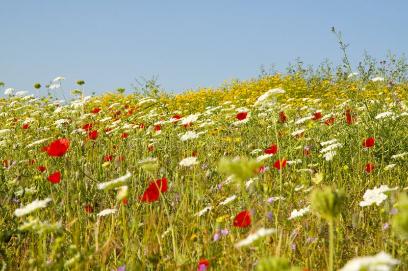 Selvaggio misto fiori.