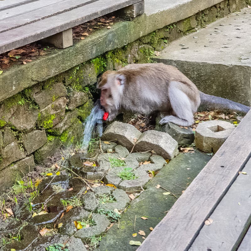 Wild Monkey Drink Water from Tap in Sacred Monkey Forest Park Stock Photo -  Image of animal, bali: 151442038