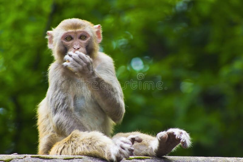 Wild Monkey Eating Fruit