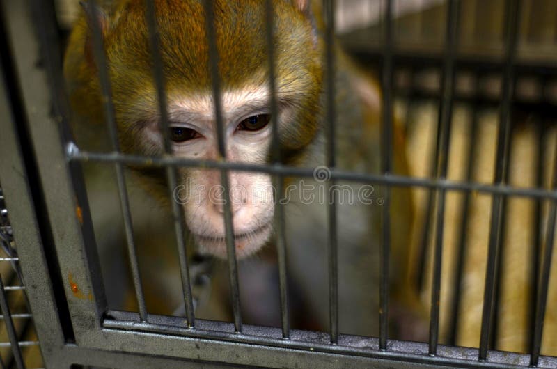 Wild Monkey Locked in a Cage Stock Image - Image of contact, habitat