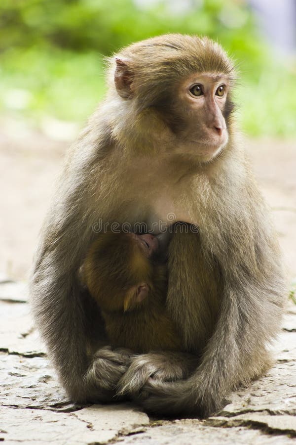 Wild Monkey Nursing Her Child