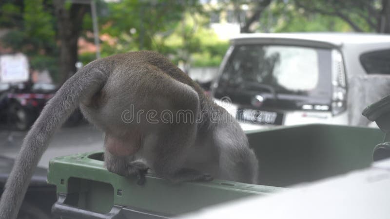 Monkeys On Mt. Emei Prefer Peanuts, According To Cute Viral Chinese  Propaganda Video