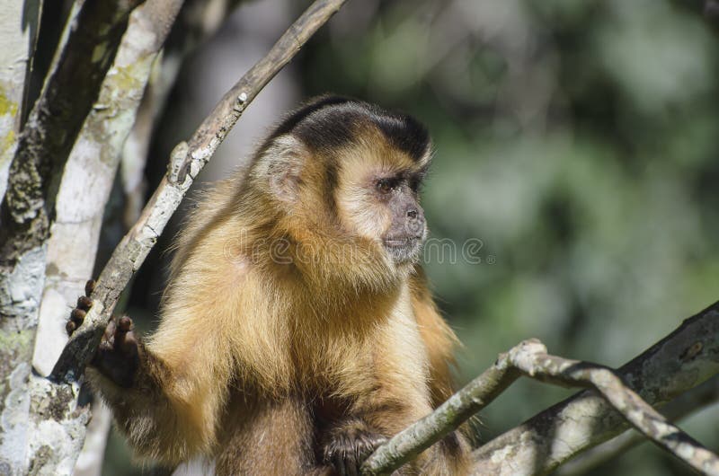 MACACO-PREGO SAPAJUS NIGRITUS – Rewild Brazil – The Brazilian