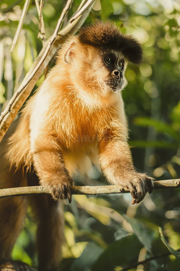 Wild monkey in the jungle. Primate Macaco Prego - Sapajus gender