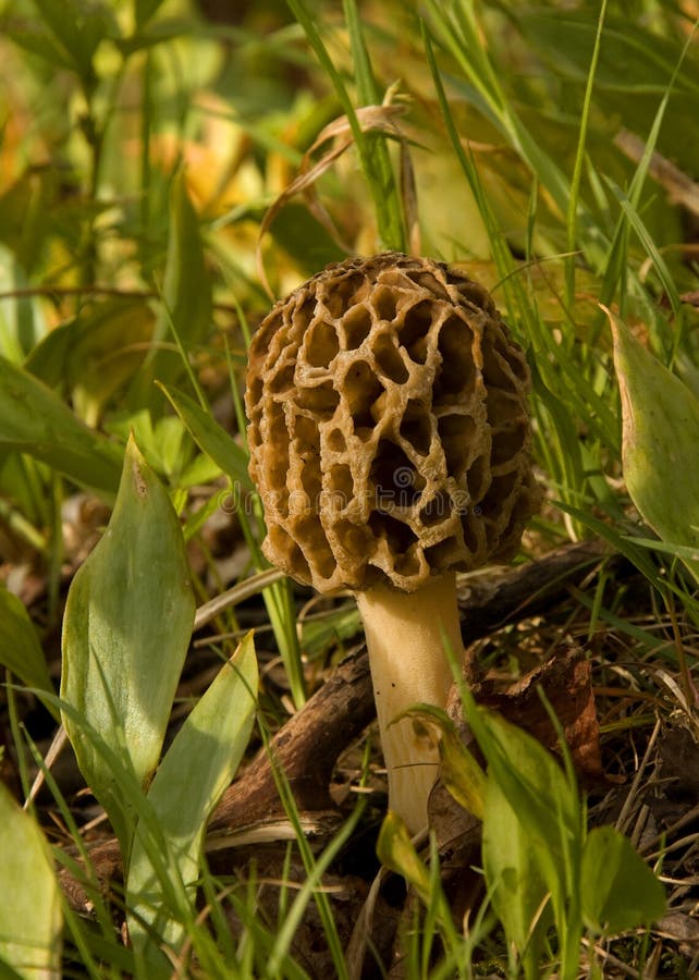 Wild Morel