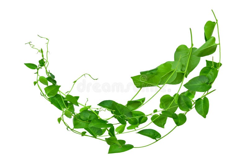 Wild morning glory leaves jungle vines tropical plant isolated on white background, clipping path included
