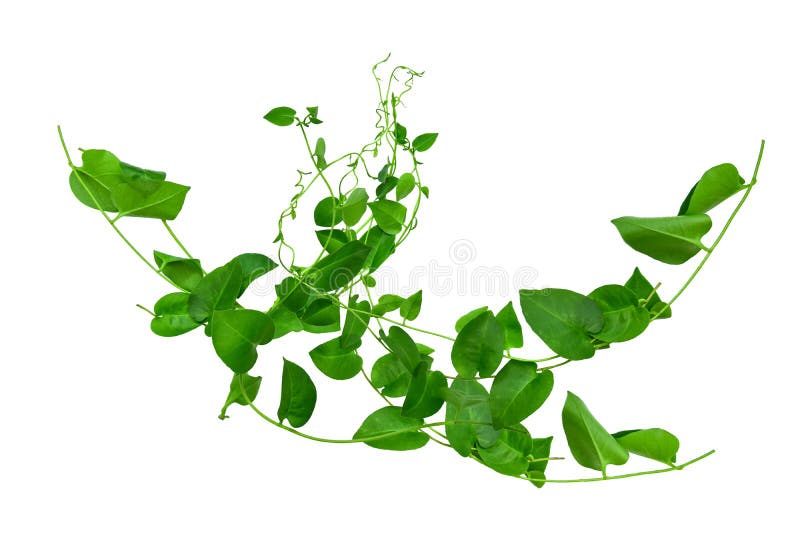 Wild morning glory leaves jungle vines tropical plant isolated on white background, clipping path included