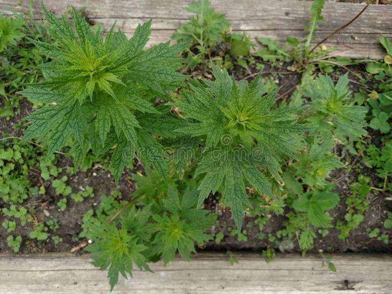 Wild MotherWort Garden. Wild Motherwort, native and growing wildly in Walled Lake Michigan. Captured May 20, 2017 stock photos Wild MotherWort Garden. Wild Motherwort, native and growing wildly in Walled Lake Michigan. Captured May 20, 2017 stock photos