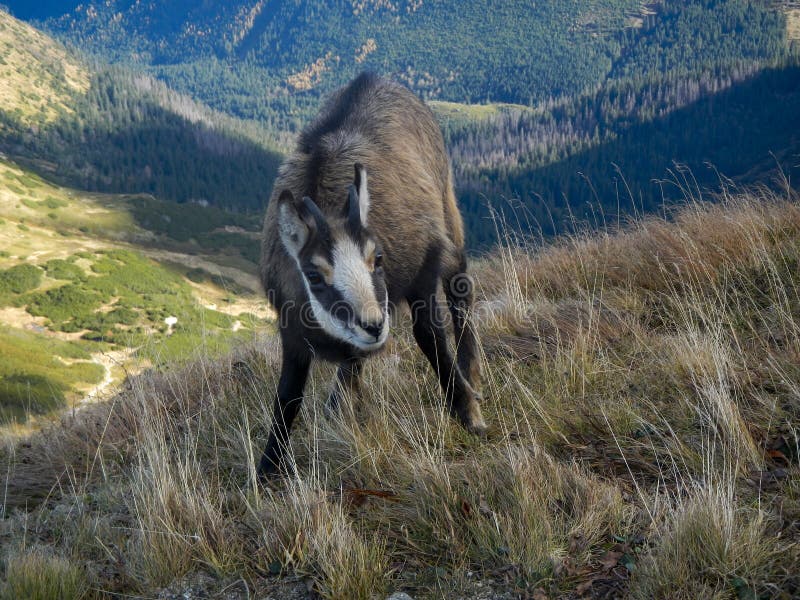 Divoká horská koza pasoucí se v horách