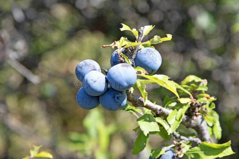 Beautiful plums in the mountains in the park