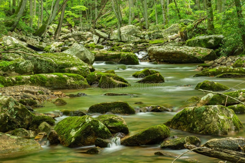 Wild Mountain Trout Stream stock photo Image of line 118252906 Wild Mountain Trout Stream stock photo Image of line 118252906