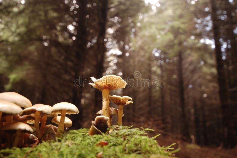 Wild Mushroom