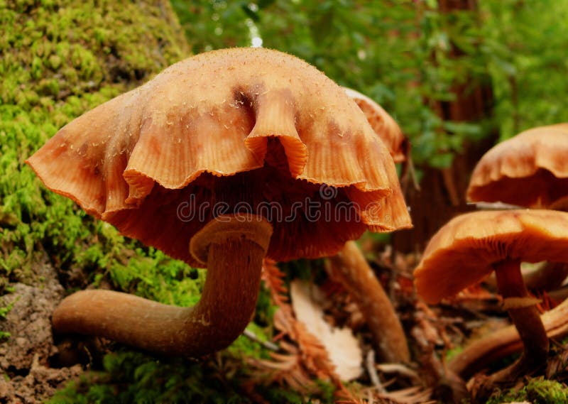 Wild Mushroom group