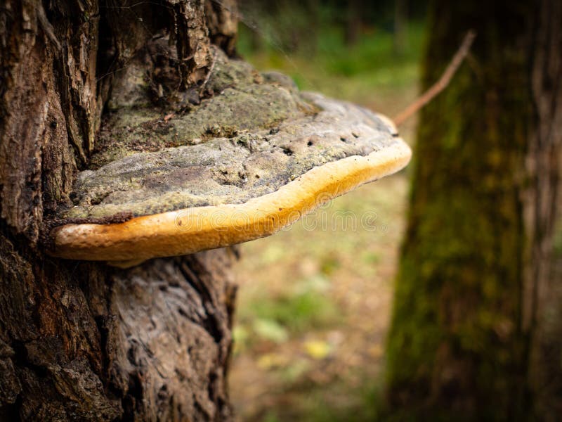 Wild Mushroom Growing on the Bark Stock Photo Image of wild, woodland