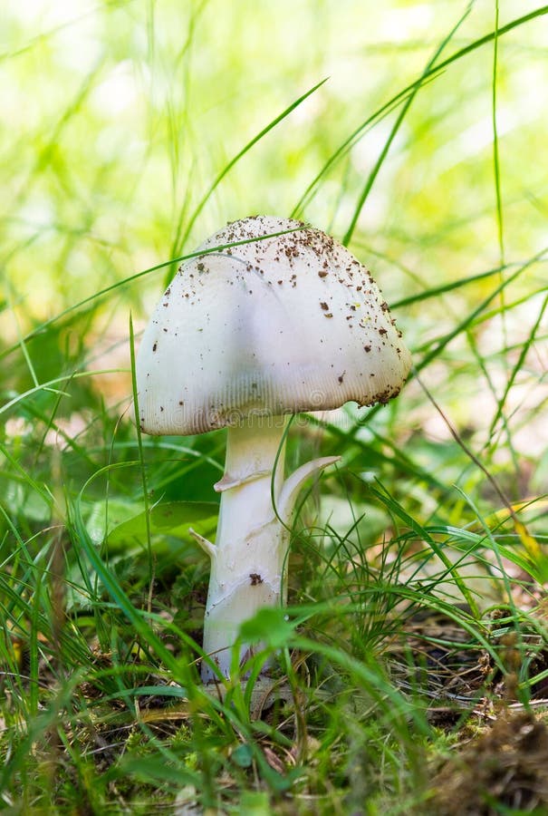 Wild Mushroom Growing on a Grassy Ground, Vertical Shot Stock Image