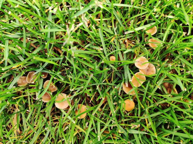 Wild Mushroom Growing in Lawn. Lawn in Bad Condition and Need