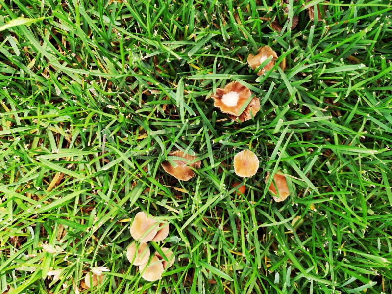 Wild Mushroom Growing in Lawn. Lawn in Bad Condition and Need