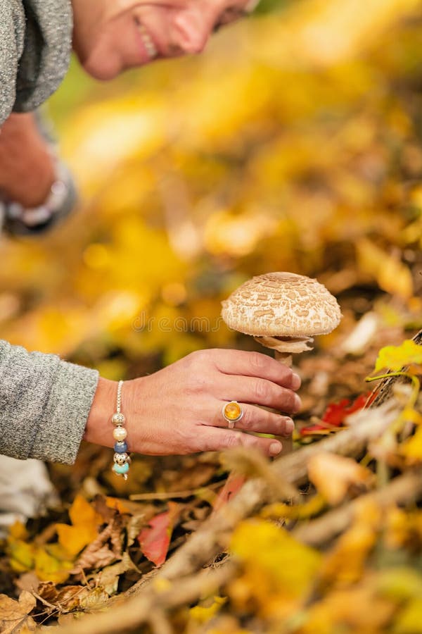 Wild Mushroom Hunting stock photo. Image of wild, hunting 248101616