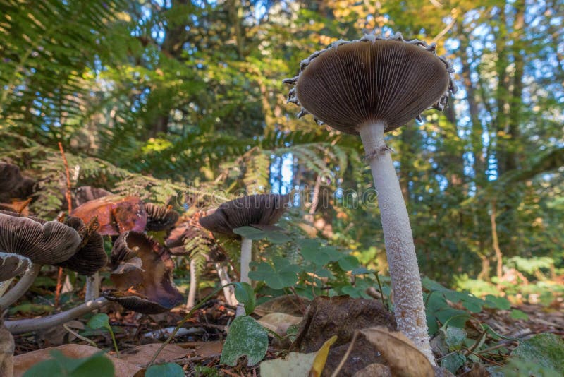 Wild Mushroom in Oregon Wilderness Stock Photo Image of poison