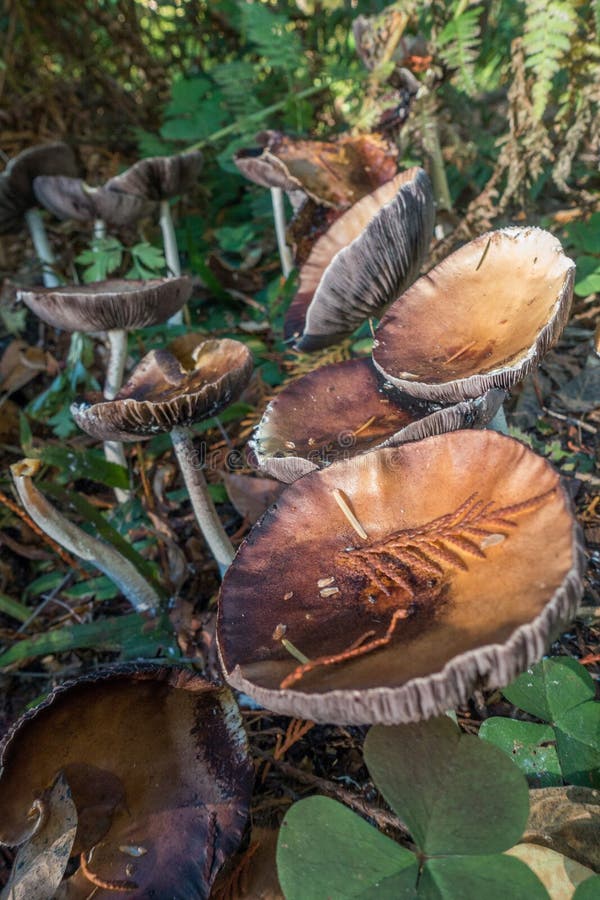 Wild Mushroom in Oregon Wilderness Stock Photo Image of oregon, honey