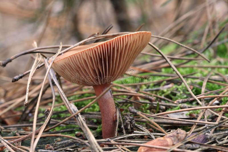 Wild mushroom in pine autumn forest