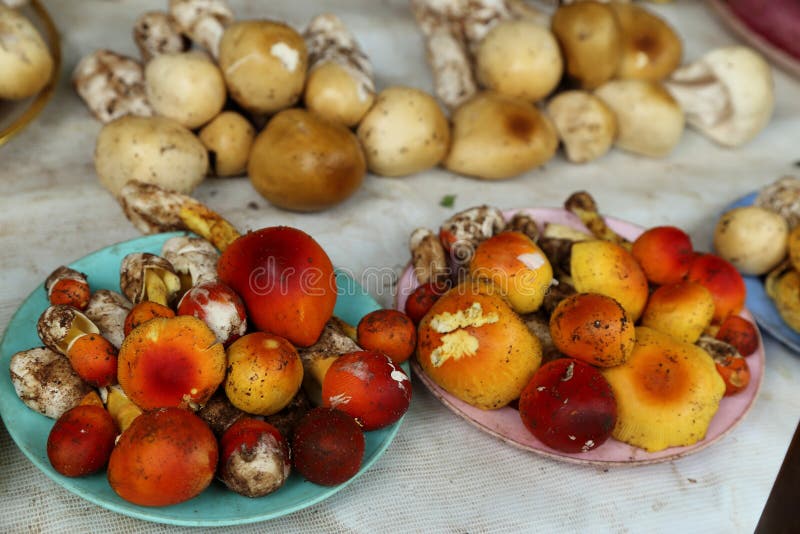 Wild Mushroom Sell in Market Thailand. Stock Image Image of