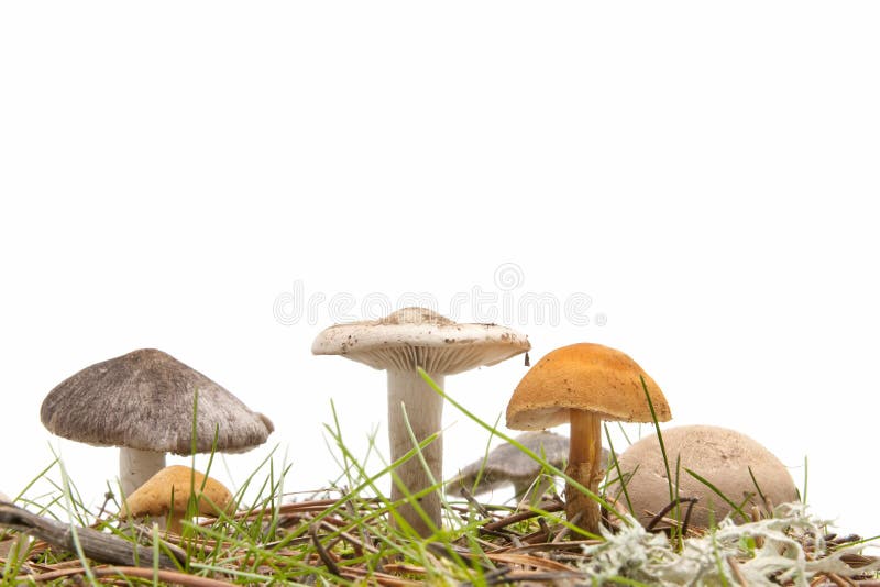 Wild mushrooms