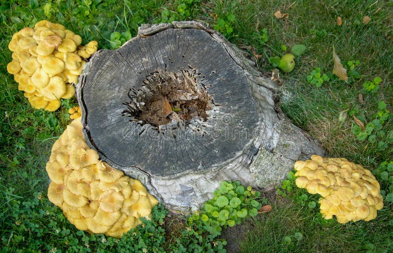 Wild Mushrooms And Fungi Growing On A Rotting Tree Stump Stock Image
