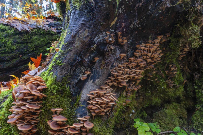 Wild Mushrooms Grow on the Base of a Tree Stock Photo Image of people