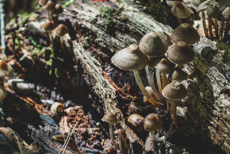 Wild Mushrooms Grow Below the Trees of the Forest in Early Fall Stock