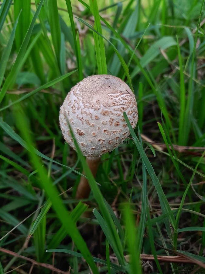 Wild Mushrooms Grow on the Edge of the Rice Fields Stock Image Image