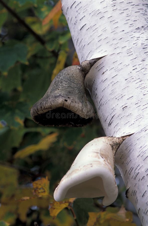 Wild Mushrooms Growing on Birch Tree Stock Photo Image of white, bark