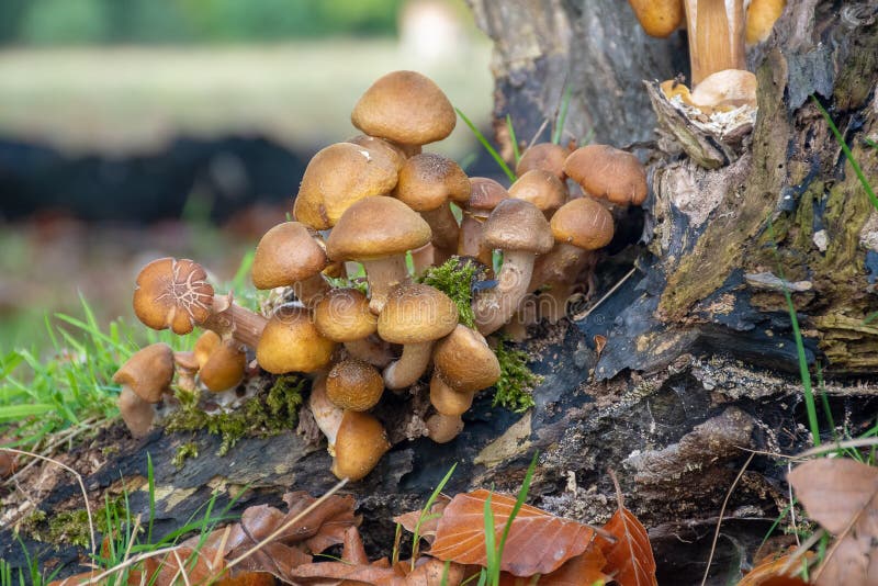 Wild Mushrooms Growing in a Forest Stock Photo Image of wild, closeup