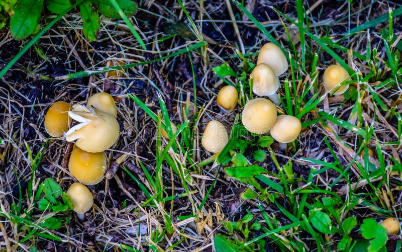 Wild mushrooms in natural woodland setting.