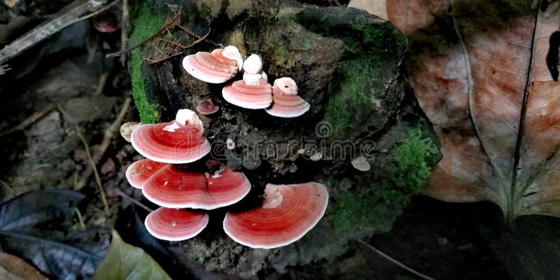 Wild mushrooms on tree stump