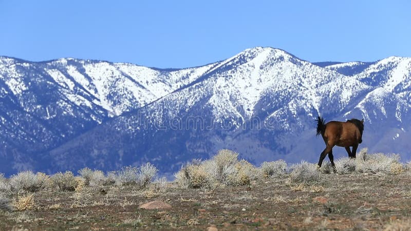 Wild mustang in Carson valley Nevada