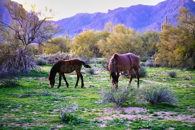 Wild Horses Located on the Pima-Maricopa Indian Reservation Land by the Lower Salt River in Arizona