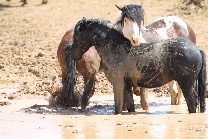 Dois Cavalos Selvagens Abraçando Pulando Área Mccullough Peaks