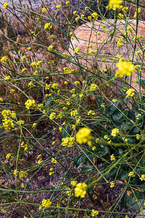 Wild Mustard in Open Field with Rocks and Foxtail Grass Stock Image