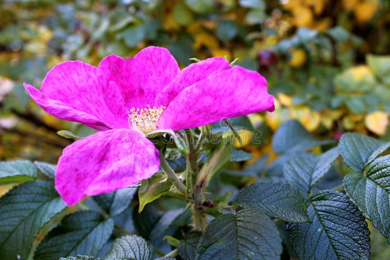 Wild nam gebloeide warm in de herfst toe royalty-vrije stock foto Wild nam gebloeide warm in de herfst toe royalty-vrije stock foto