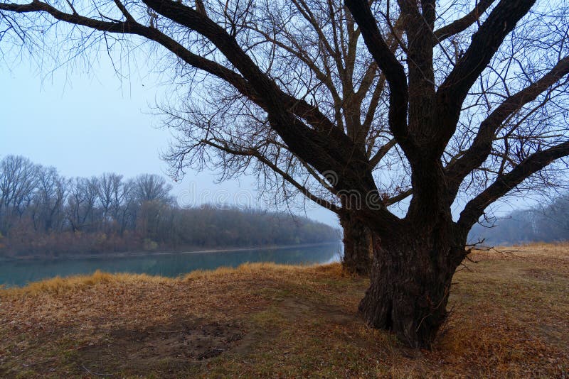 Wild Natural Landscape Late Autumn Season Bare Branches Of Trees