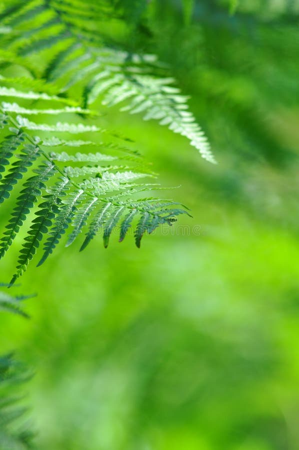 Green Fern close-up in sunny forest