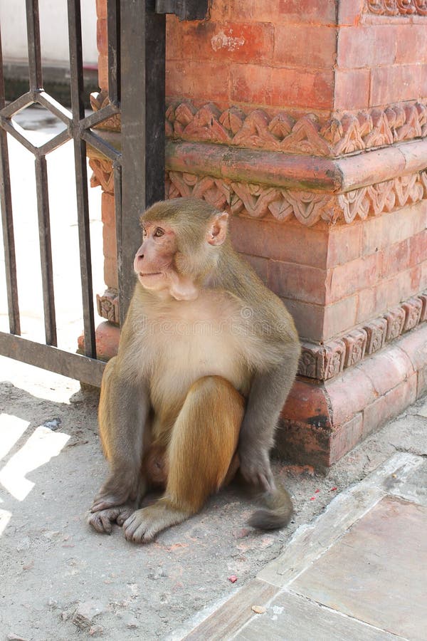 The wild Nepalese Monkey in the Temple at Kathmandu