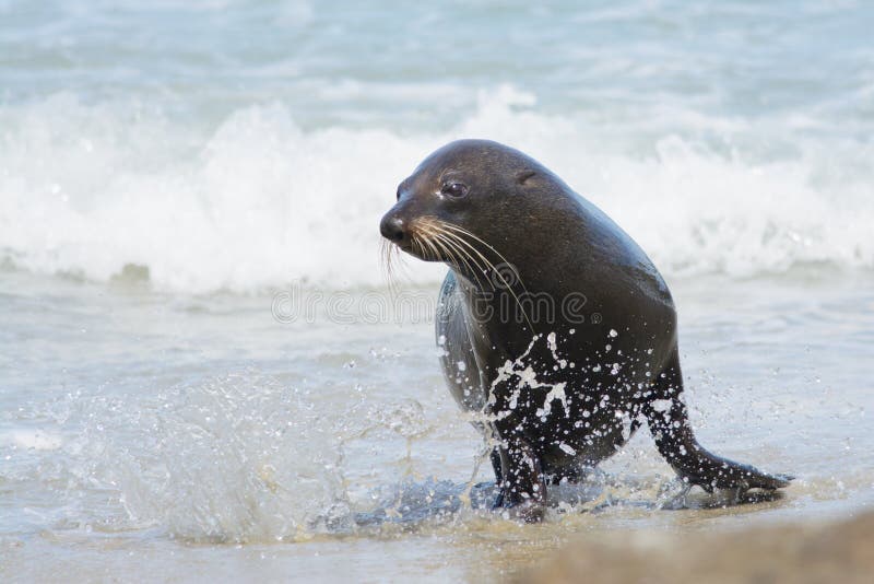 Selvaggio nuovo pelliccia foche correre fuori da Acqua penisola, nuovo.