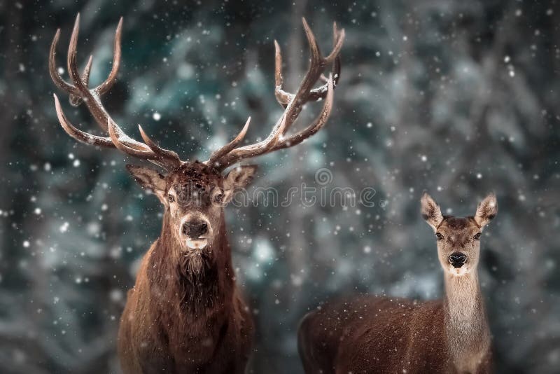 Wild noble deer in a fairytale winter forest.