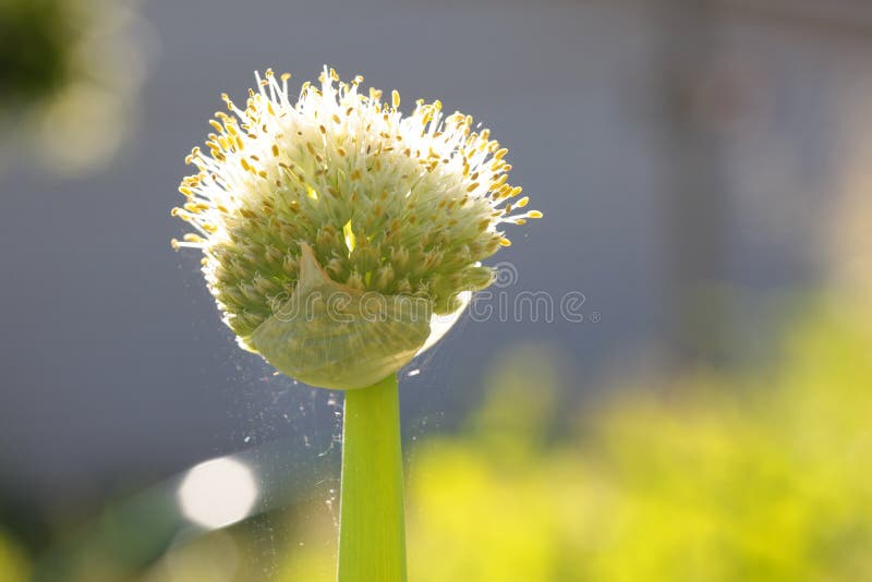 Wild onion flower on green background closeup