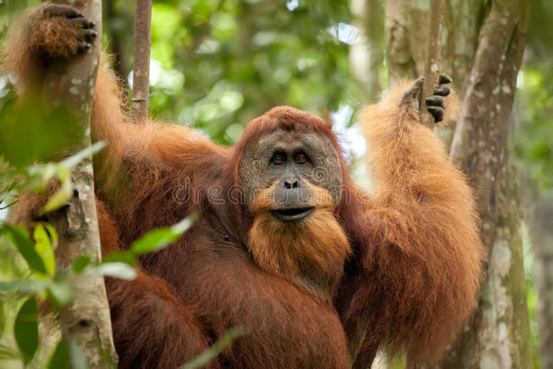 Wild orangutan royalty free stock photography