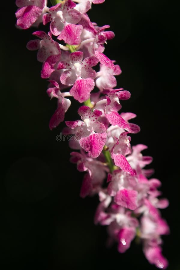 Wild orchid