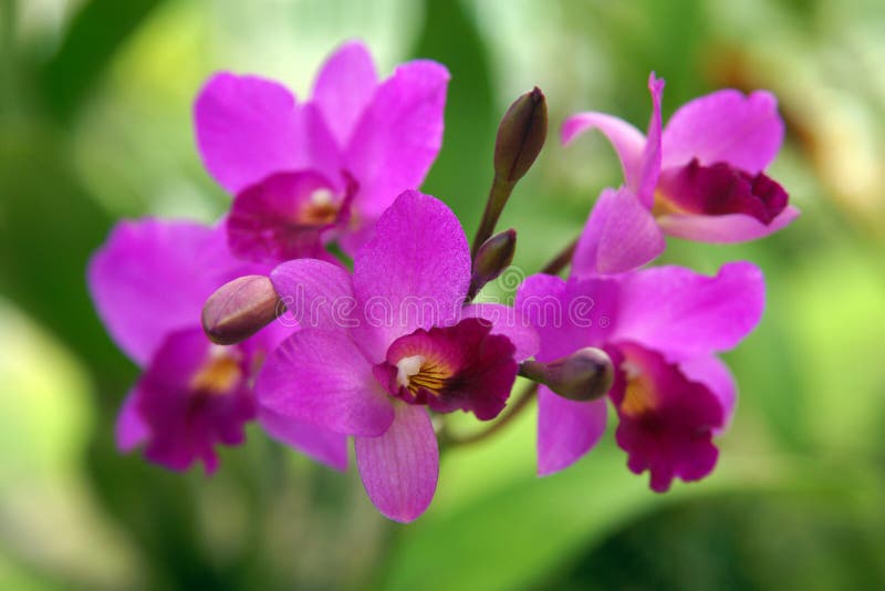 Wild Orchid.