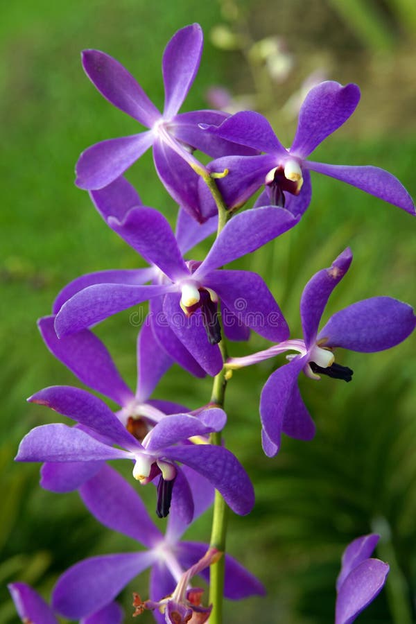 Wild Orchid.